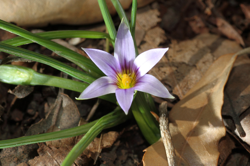 Romulea ramiflora / Zafferanetto ramoso